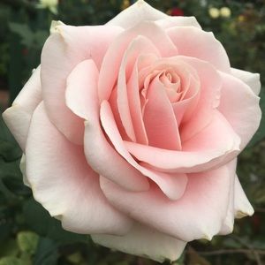 Meet your Posher, Bessma